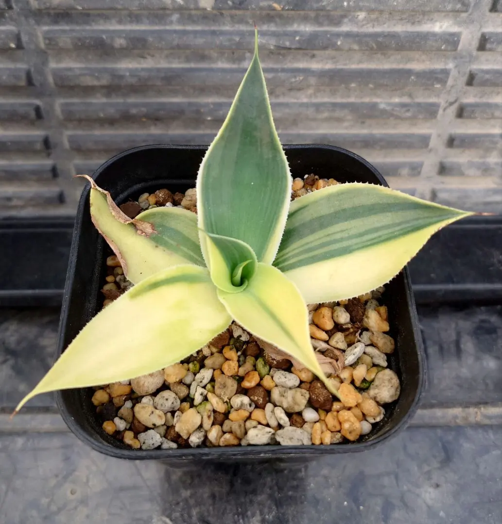 2026年最新】アガベ ブルームーンの人気アイテム - メルカリ