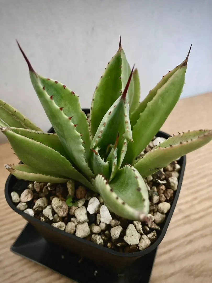 2026年最新】アガベ キュービック錦の人気アイテム - メルカリ