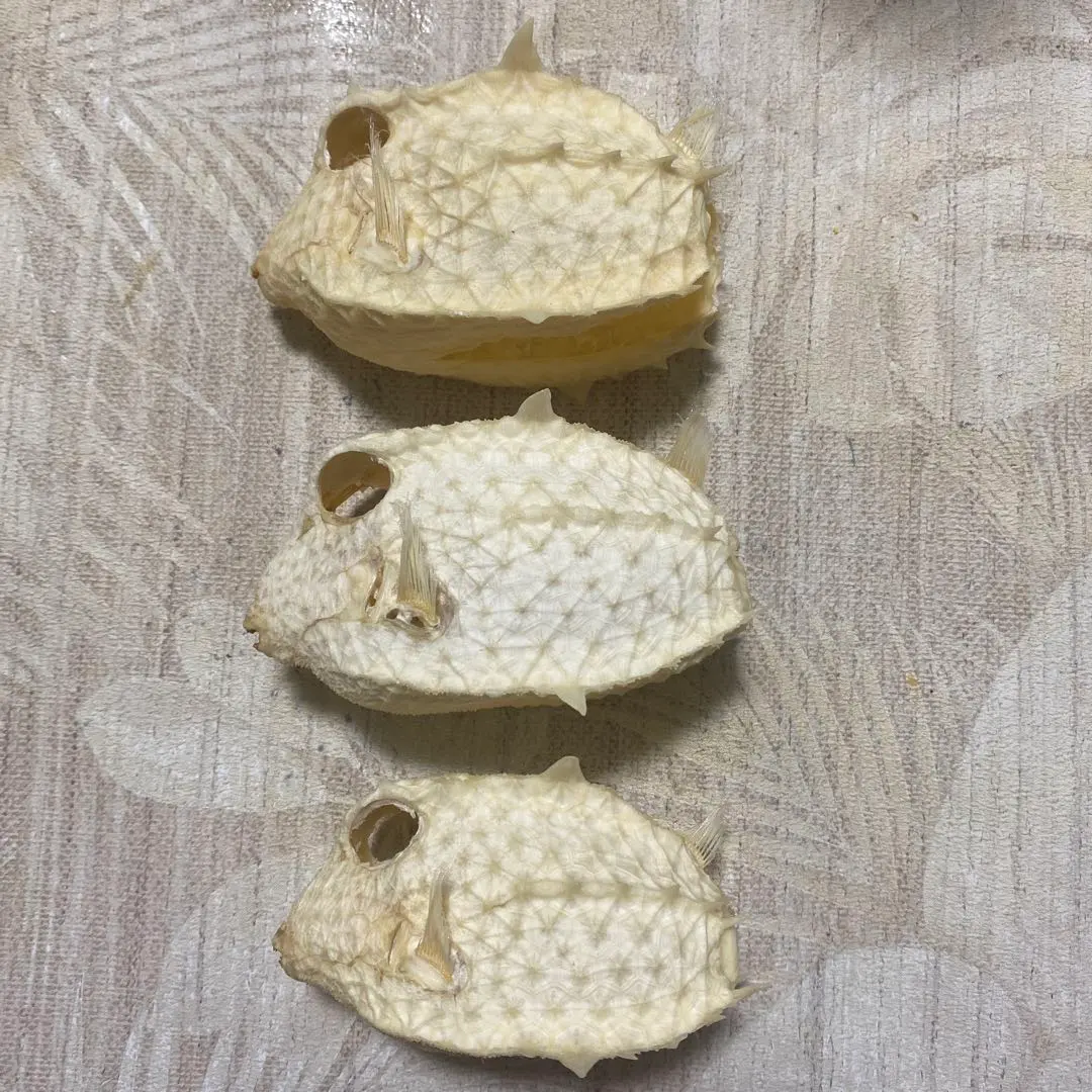 2026年最新】フグ標本の人気アイテム - メルカリ