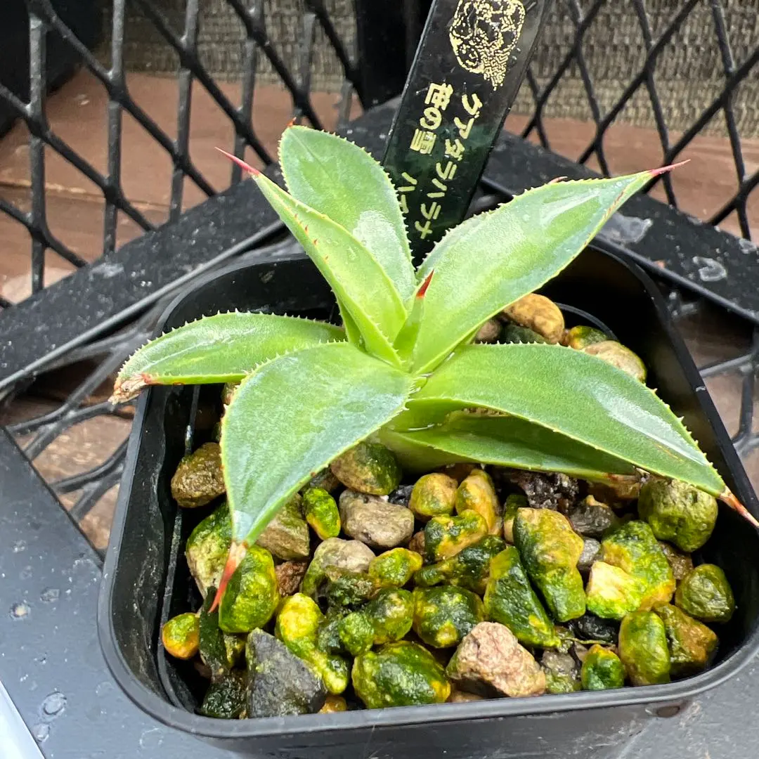 2026年最新】グアダラハラナ ハイブリッドの人気アイテム - メルカリ