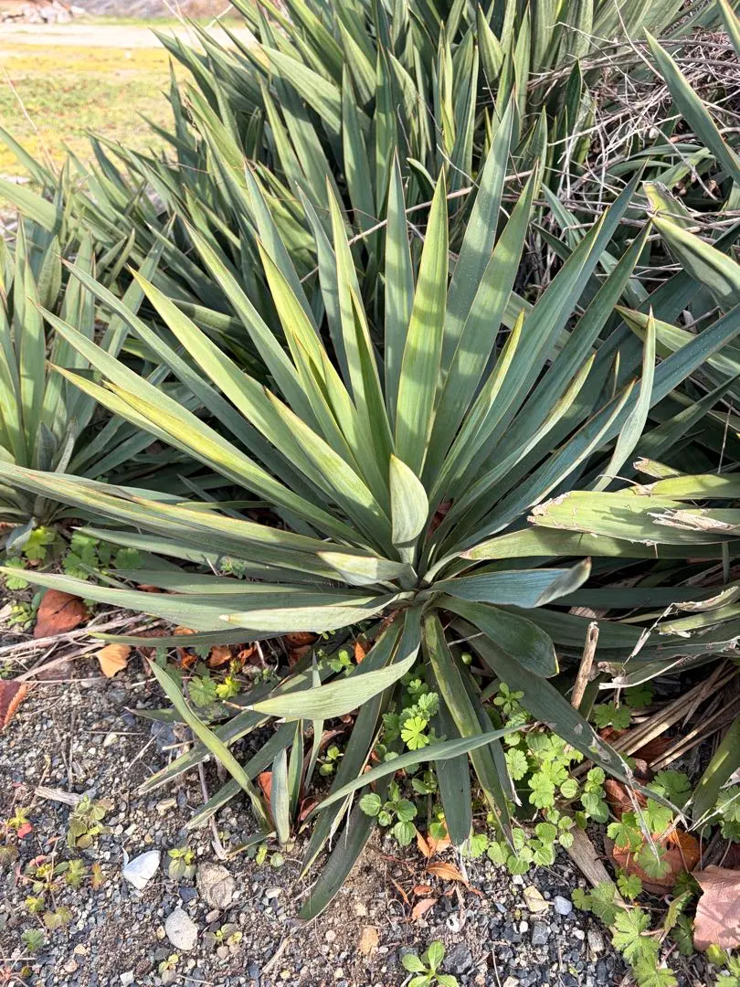 2026年最新】ユッカ グロリオサ キミガヨランの人気アイテム - メルカリ