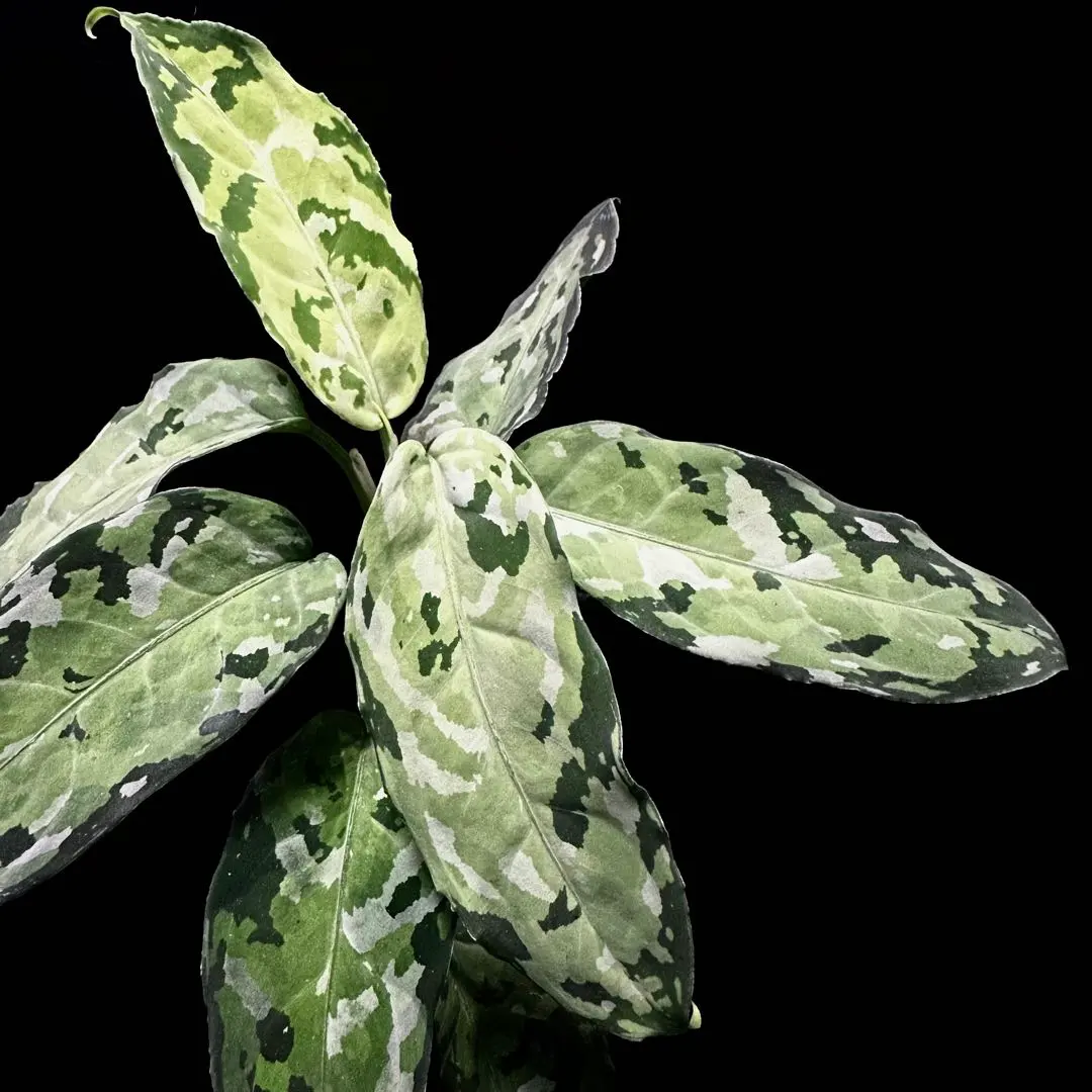 2026年最新】アグラオネマ ピクタム マルチカラーの人気アイテム