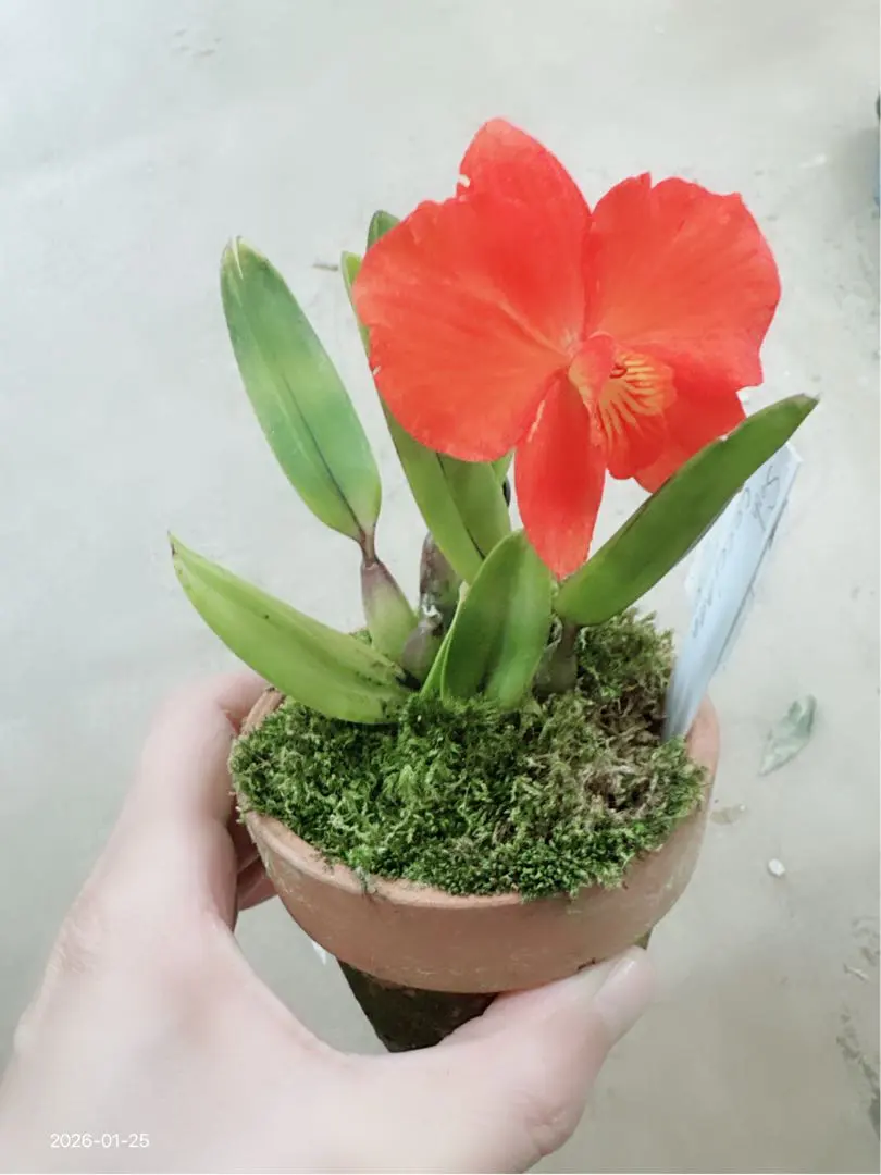 2026年最新】ソフロニティスの人気アイテム - メルカリ