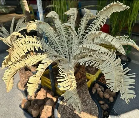 2026年最新】サイカス タイシルバーの人気アイテム - メルカリ