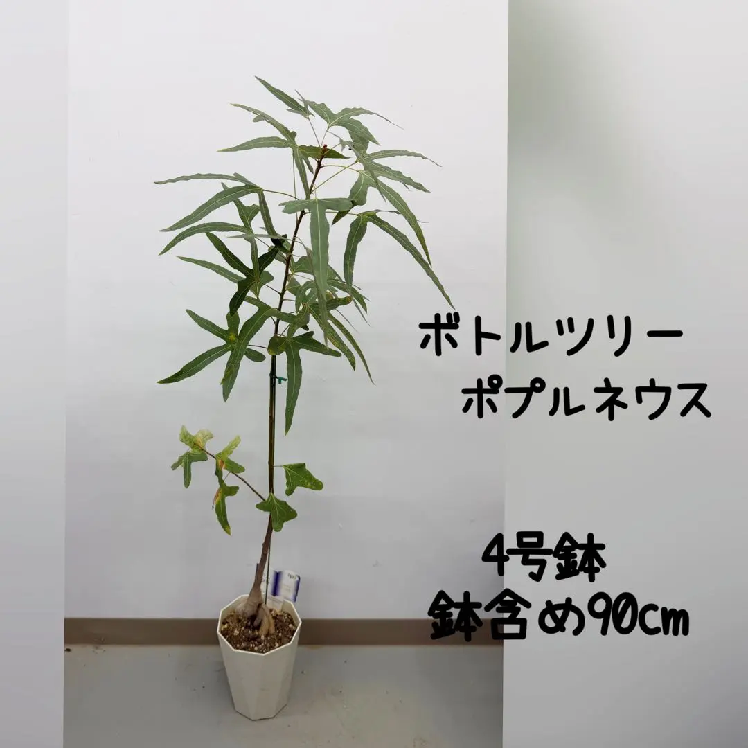 2026年最新】ボトルツリー ブラキキトンの人気アイテム - メルカリ