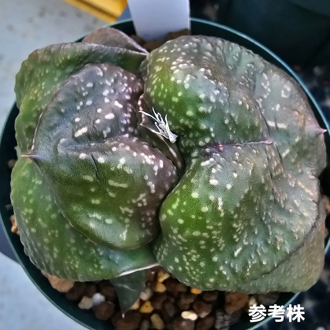 2026年最新】ロウルサンコ ラベルの人気アイテム - メルカリ