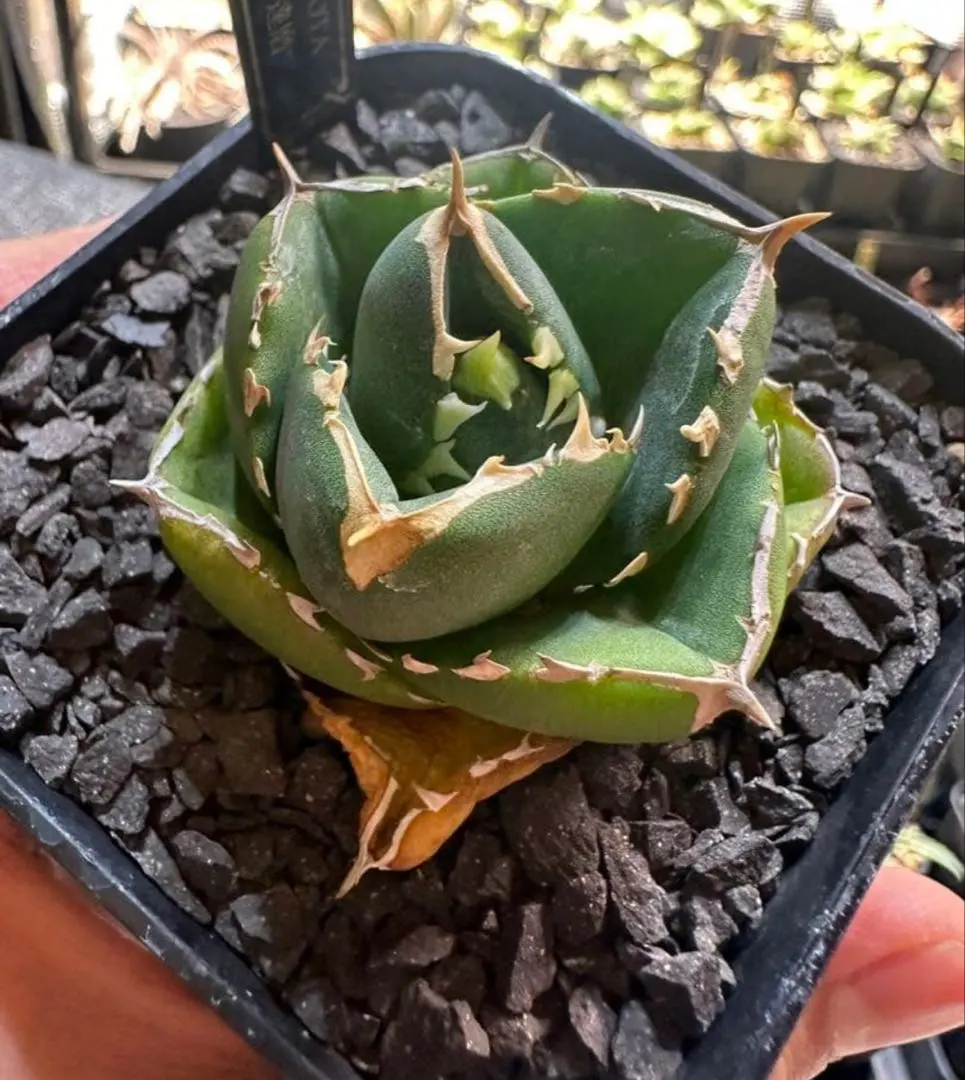 2026年最新】agave dennisの人気アイテム - メルカリ