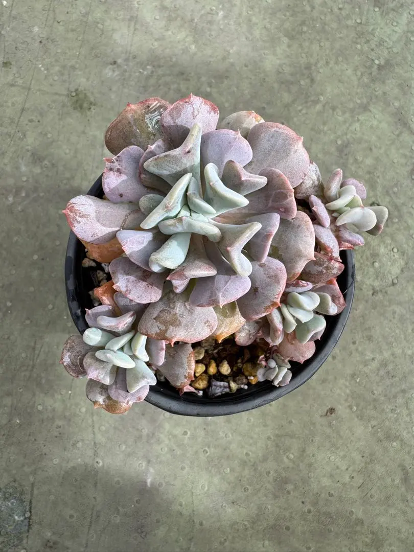 2026年最新】キュービックフロストの人気アイテム - メルカリ