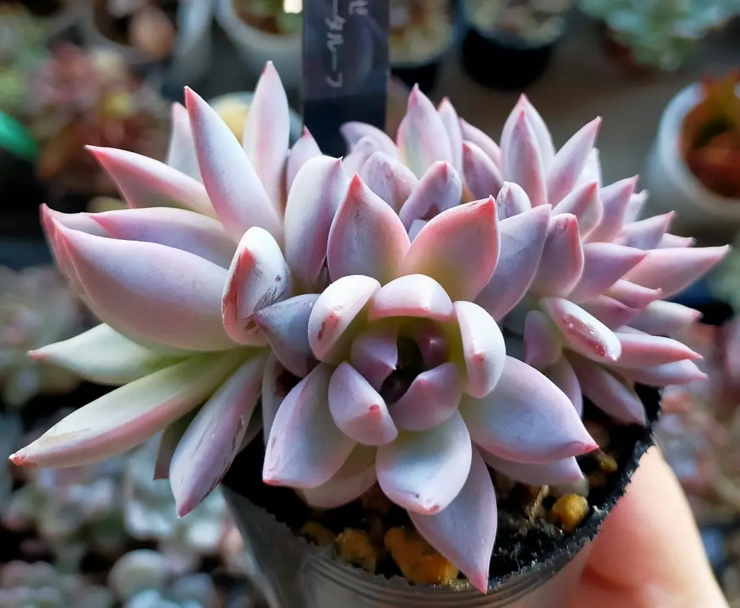 2026年最新】mさん苗コロラータの人気アイテム - メルカリ