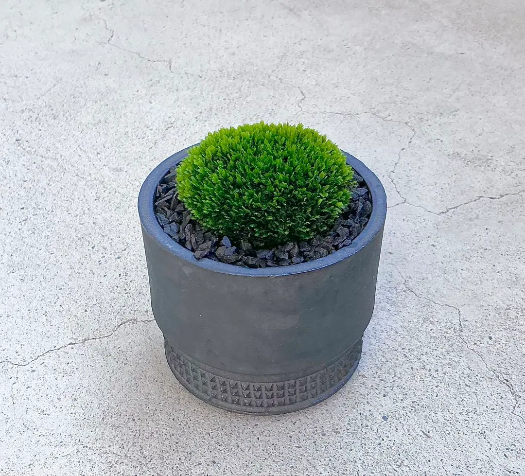 2026年最新】spicygem 鉢の人気アイテム - メルカリ