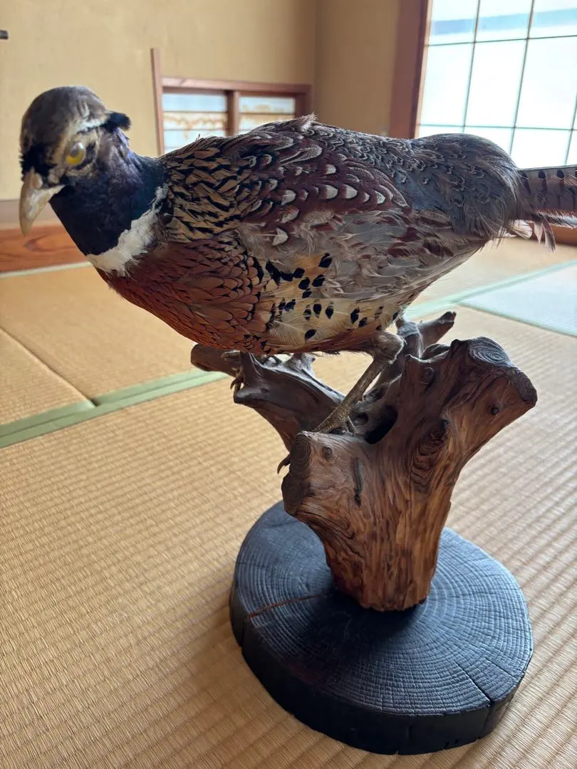 2026年最新】キジ 剥製の人気アイテム - メルカリ