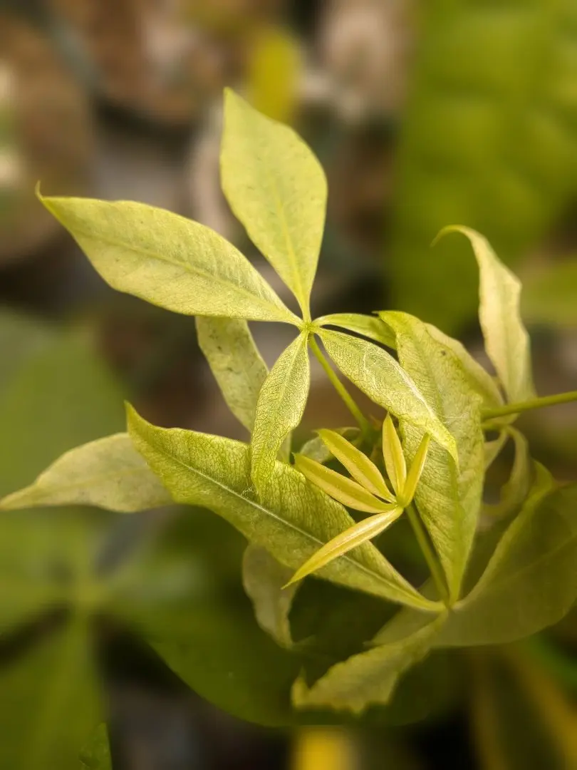 2026年最新】パキラミルキーウェイ接木の人気アイテム - メルカリ