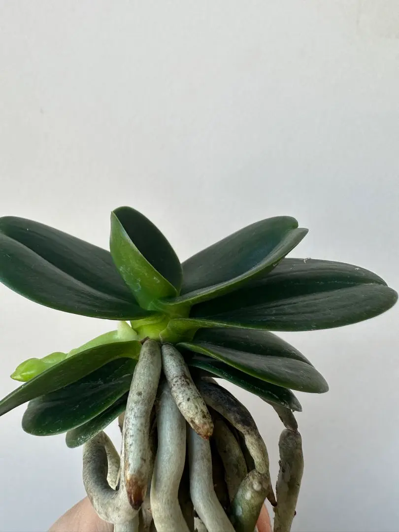 2026年最新】名護蘭 明丸の人気アイテム - メルカリ