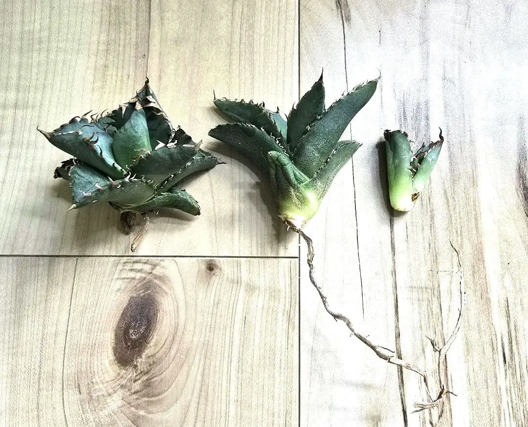 2026年最新】黒刺厳龍の人気アイテム - メルカリ