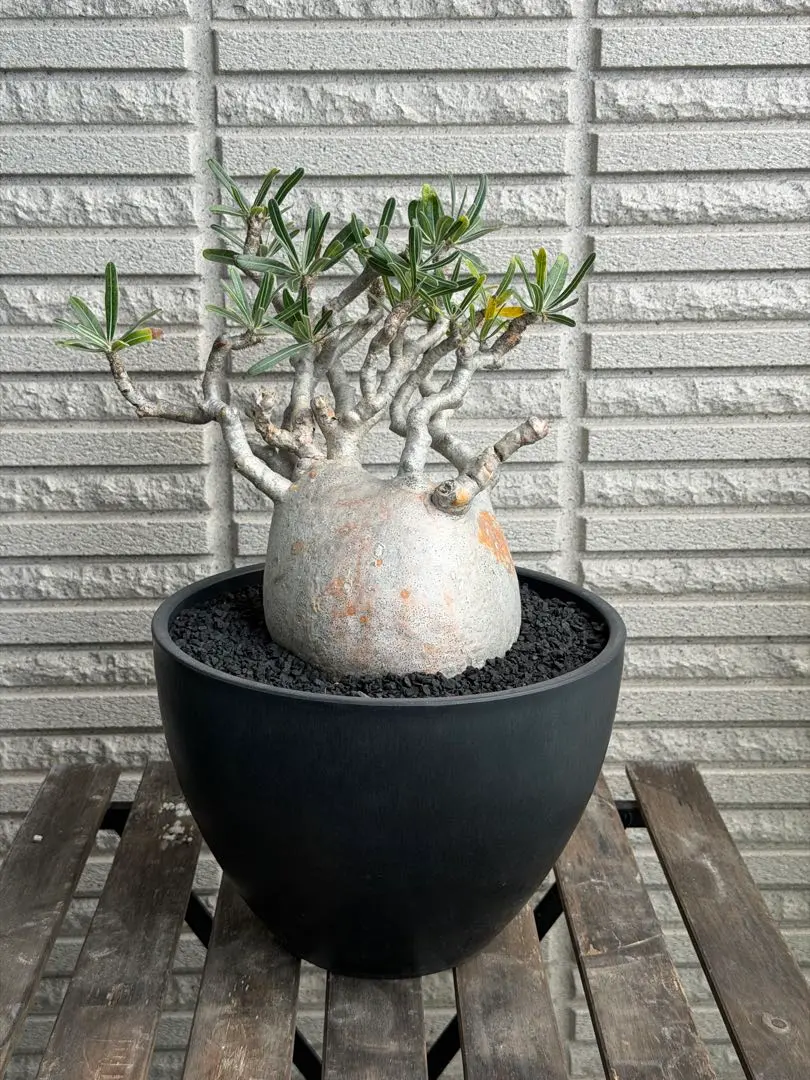 2026年最新】グラキリス ベアルートの人気アイテム - メルカリ