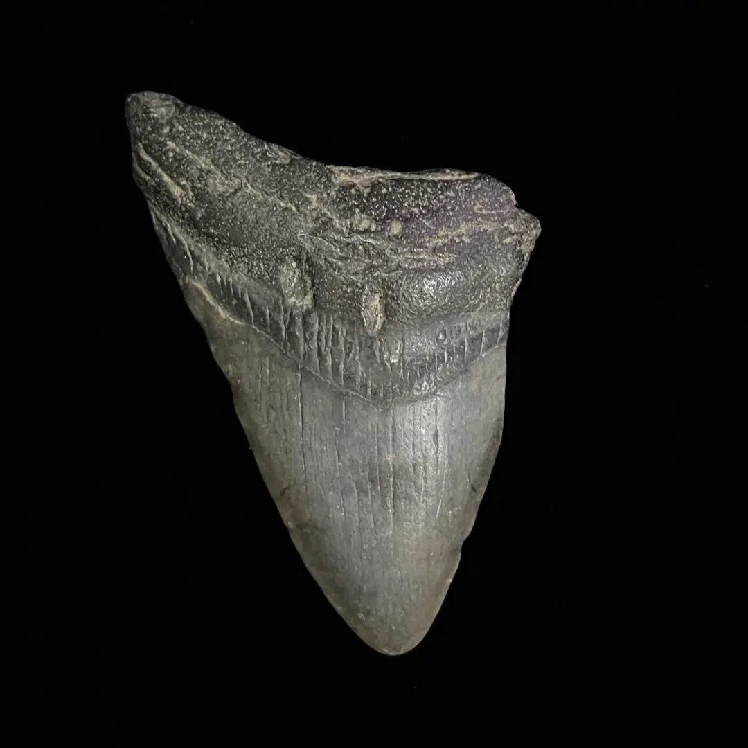 2026年最新】化石 メガロドンの人気アイテム - メルカリ