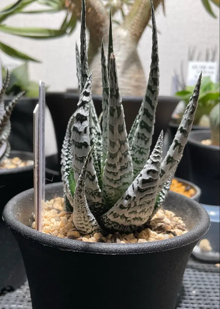 2026年最新】アガベ ゼブラの人気アイテム - メルカリ