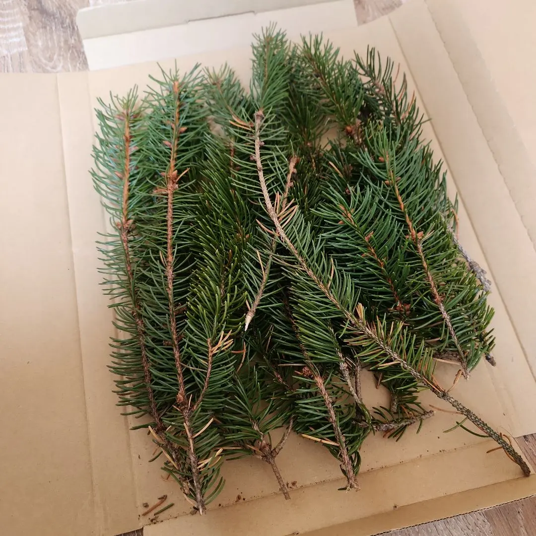 2026年最新】モミの木 苗木の人気アイテム - メルカリ