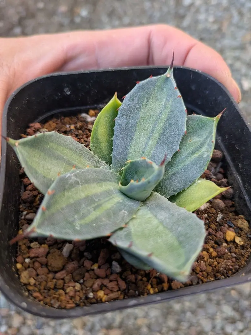 2026年最新】アガベ 吉祥冠錦 中斑の人気アイテム - メルカリ