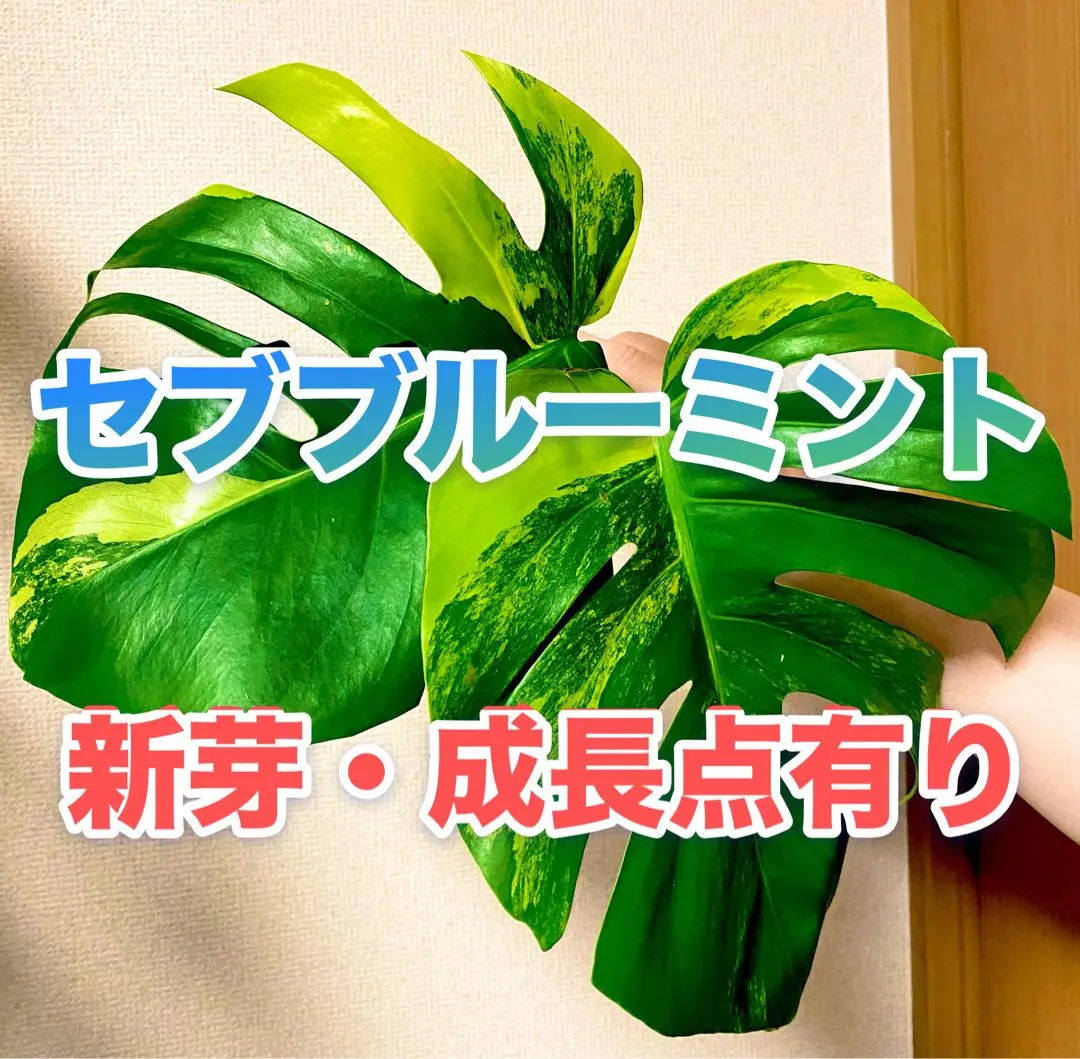 2026年最新】セブブルーミントの人気アイテム - メルカリ