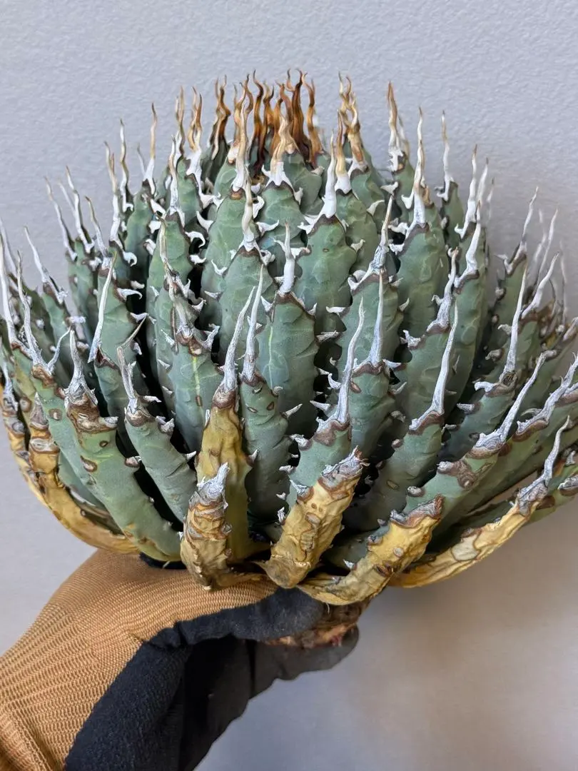 2026年最新】エボリスピナ 斑入りの人気アイテム - メルカリ