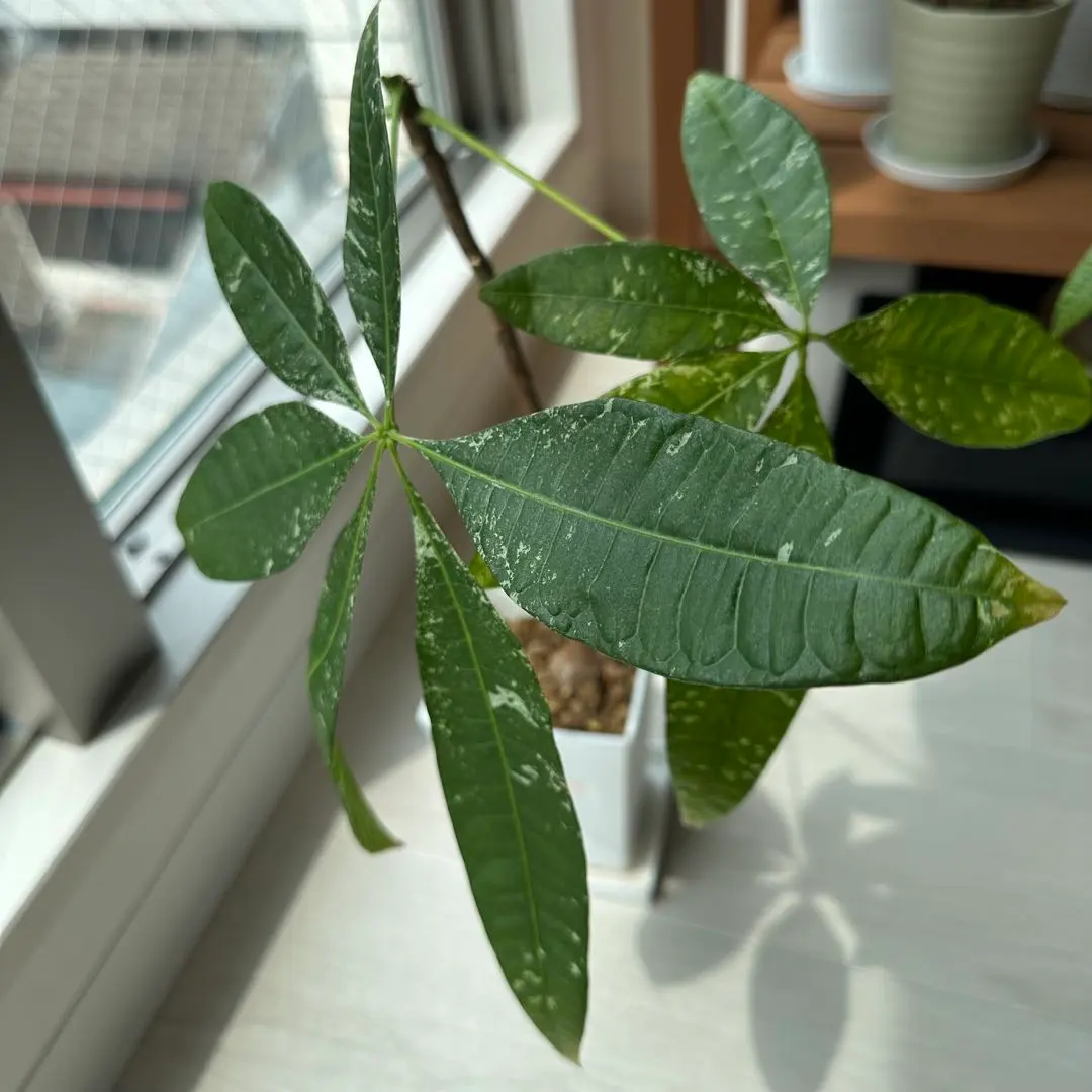 2026年最新】パキラ ミルキーウェイ 接木の人気アイテム - メルカリ