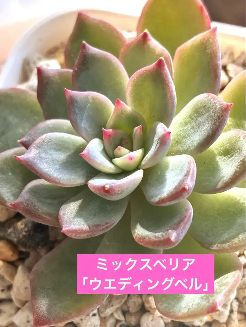 2026年最新】ミックスベリア ウエディングベルの人気アイテム - メルカリ