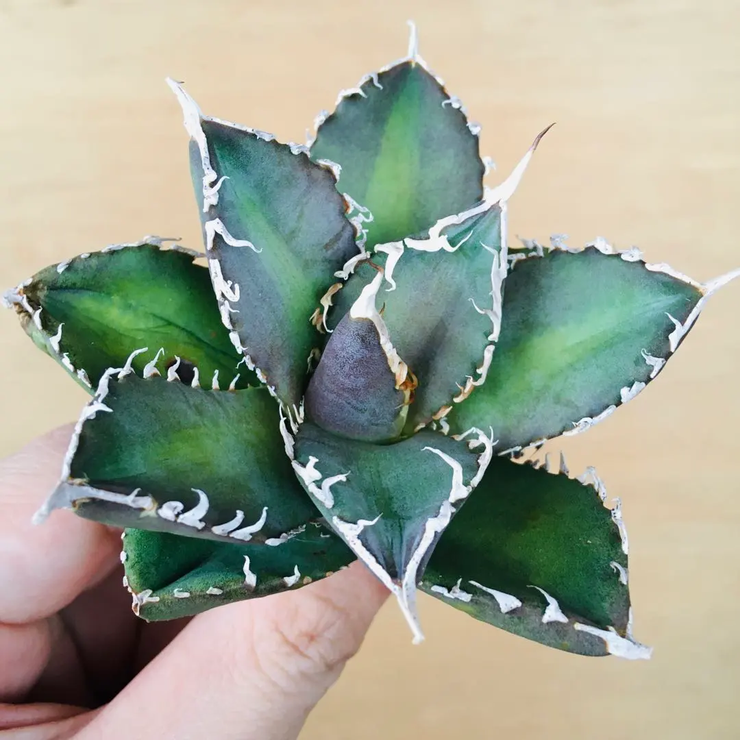 2026年最新】巨歯鯊の人気アイテム - メルカリ