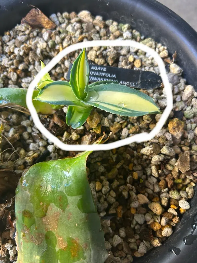 2026年最新】アウェイクニングエンジェルの人気アイテム - メルカリ