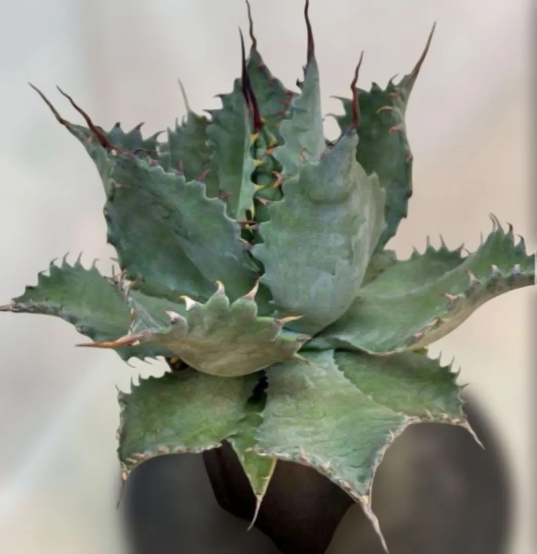 2026年最新】イシスメンシス パラサナの人気アイテム - メルカリ