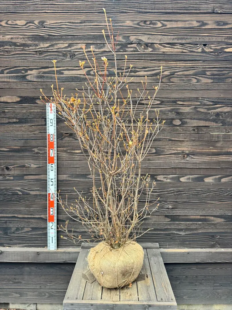 2026年最新】ミツバツツジの人気アイテム - メルカリ