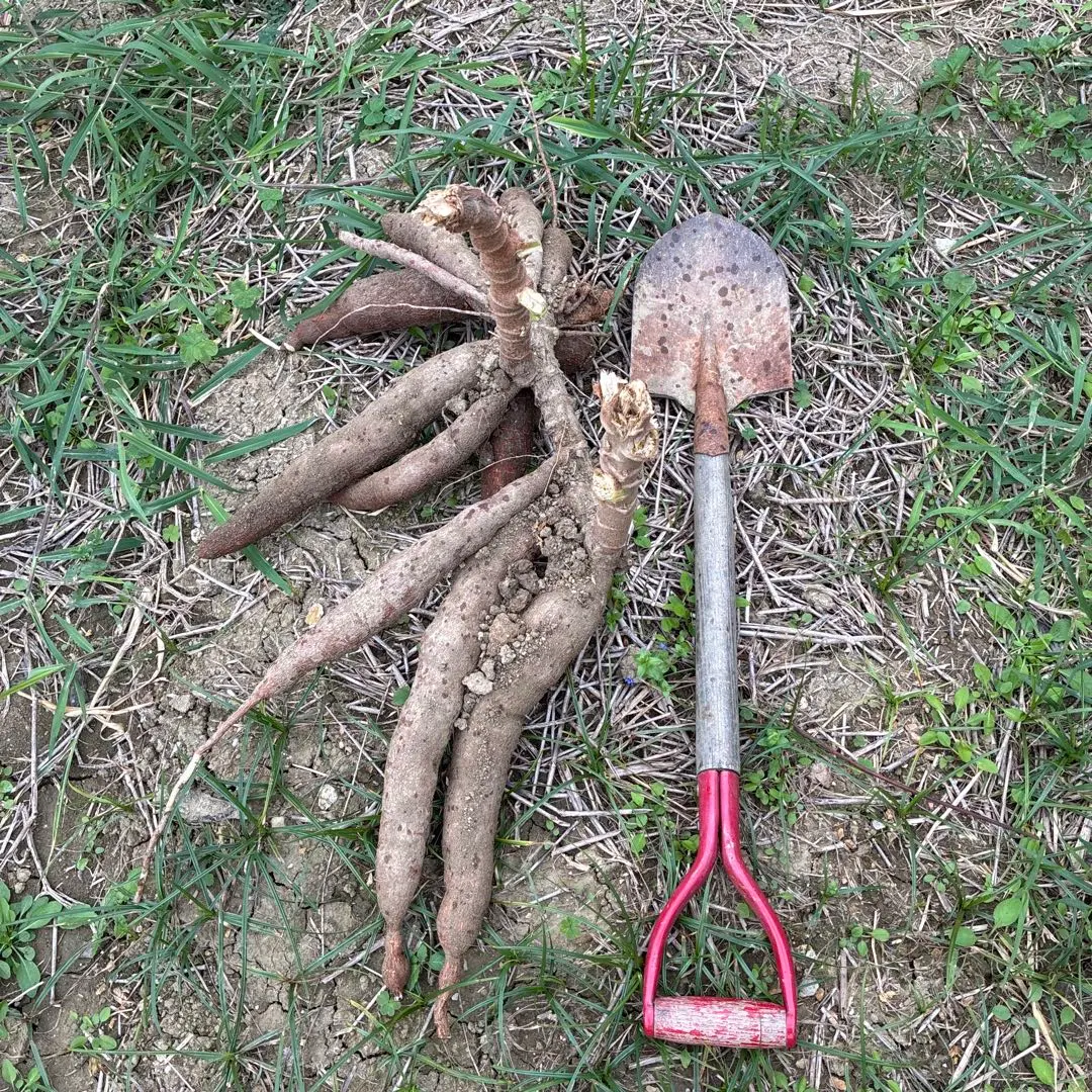 2026年最新】キャッサバ 穂木の人気アイテム - メルカリ