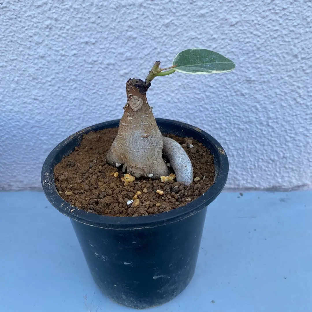 2026年最新】パンダガジュマル斑入りの人気アイテム - メルカリ