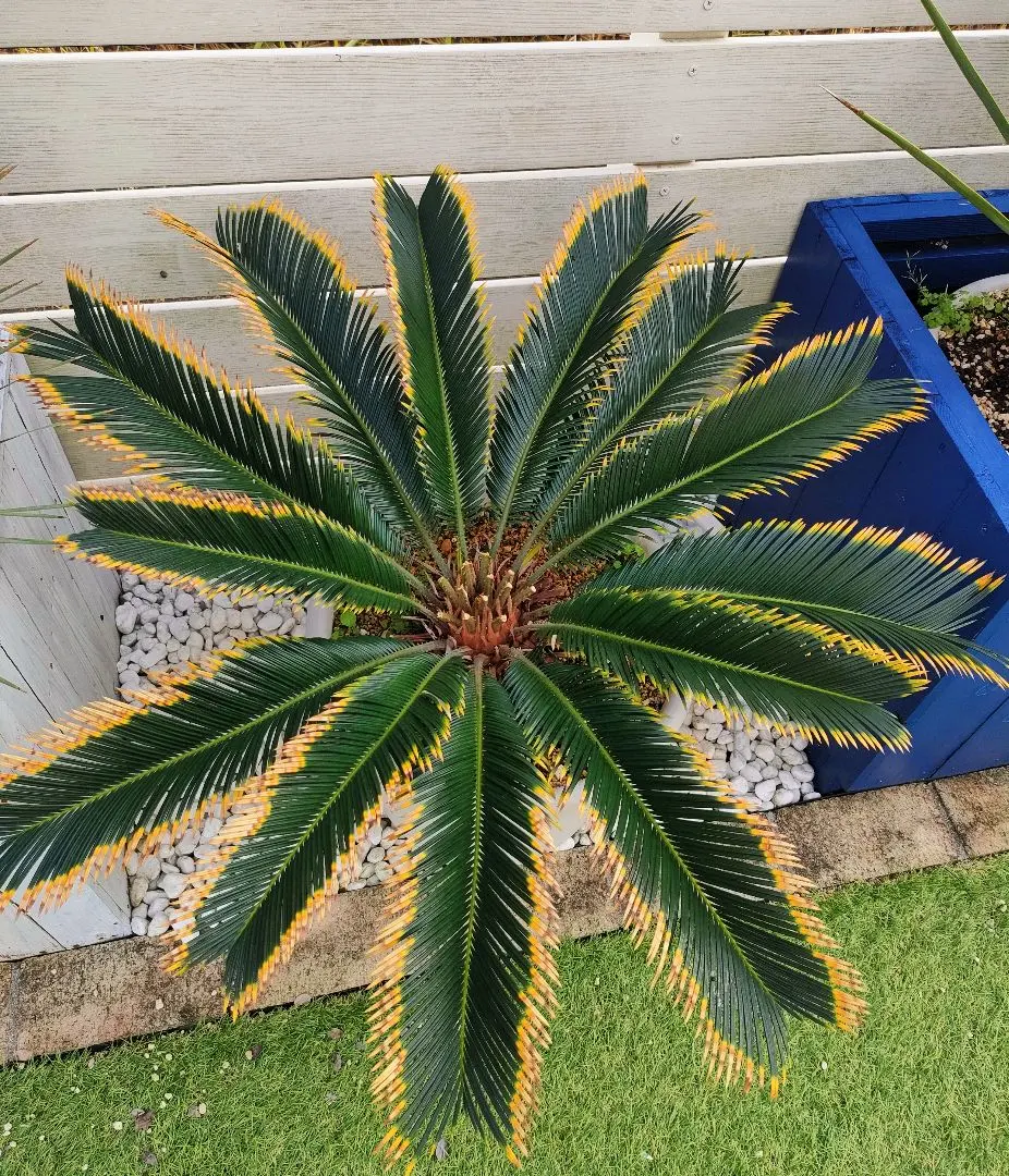 2026年最新】黄金ソテツの人気アイテム - メルカリ