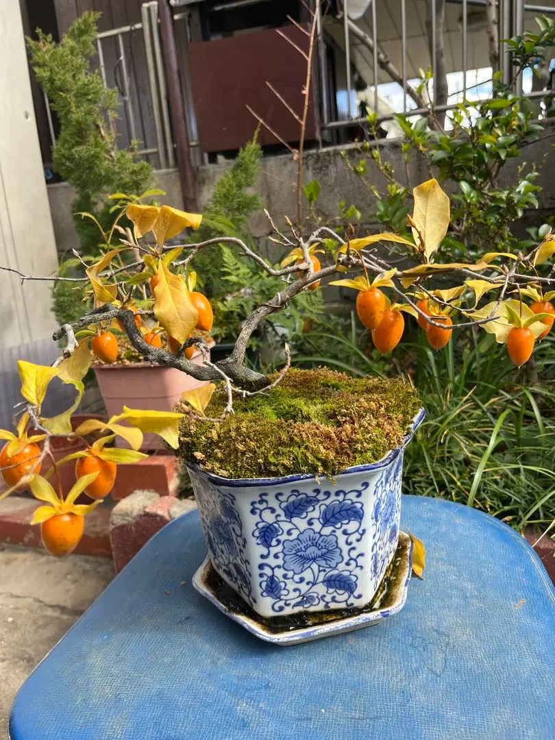 m33190439506_1.jpg?1765777809