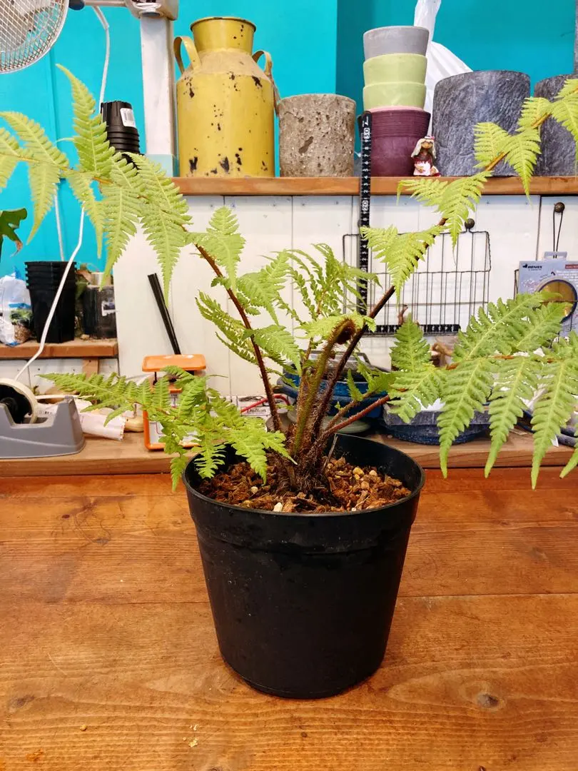 2026年最新】ディクソニアの人気アイテム - メルカリ