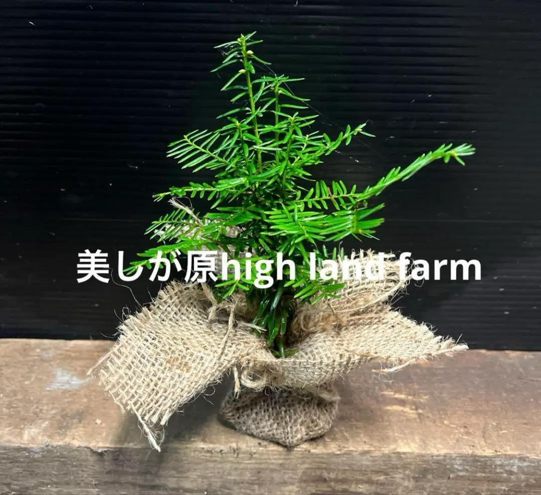 2026年最新】白樺 苗木の人気アイテム - メルカリ