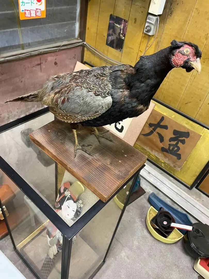 2026年最新】キジ 剥製の人気アイテム - メルカリ