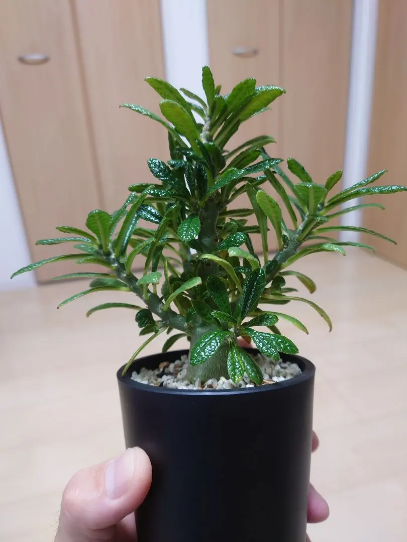 2026年最新】ドルステニアギガスの人気アイテム - メルカリ