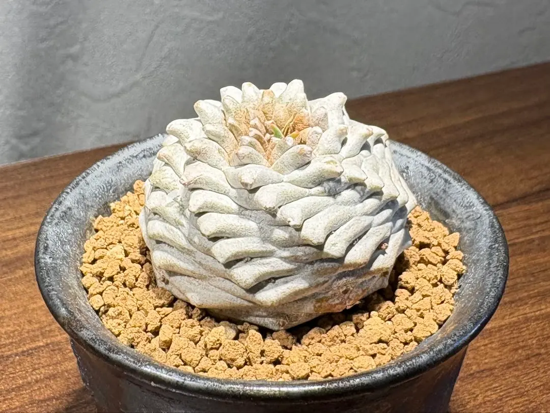 2026年最新】オベサ鉄甲の人気アイテム - メルカリ