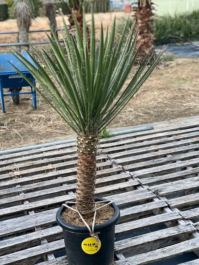 2026年最新】ユッカ フィリフェラの人気アイテム - メルカリ