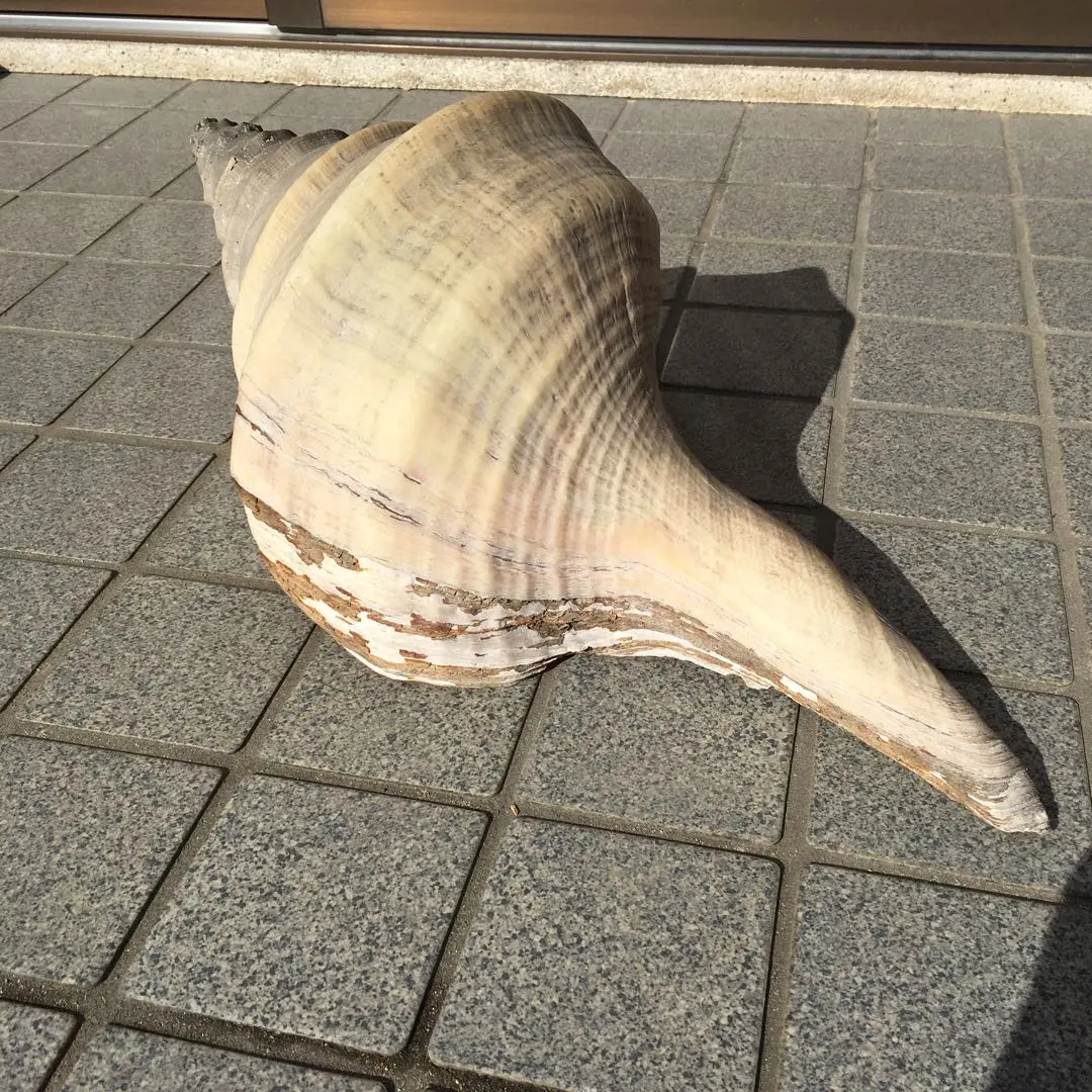 2026年最新】アラフラオオニシの人気アイテム - メルカリ