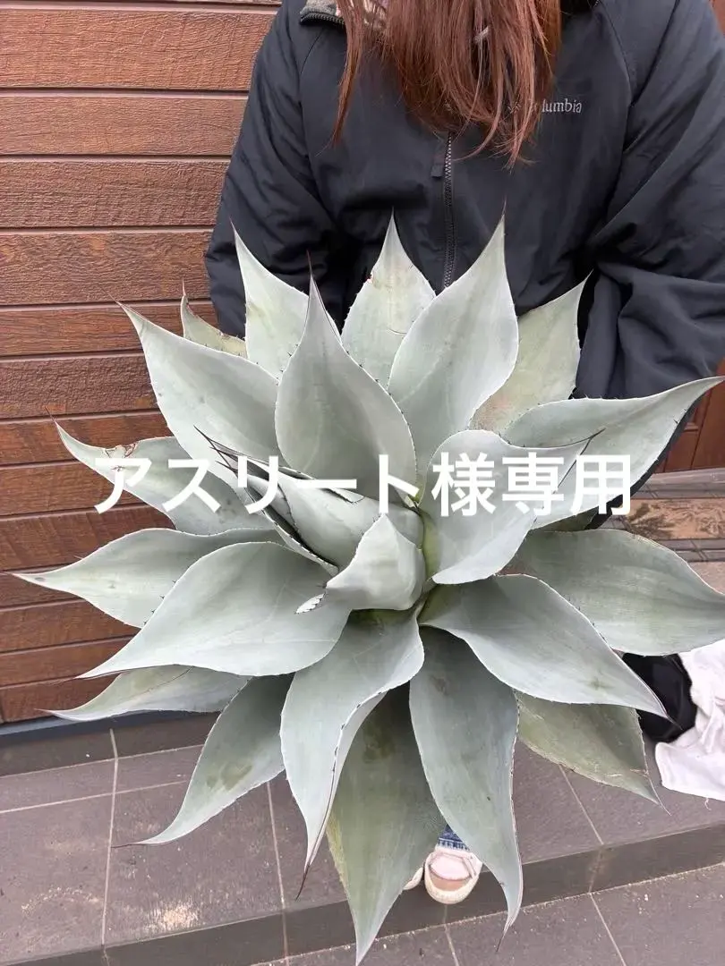 2026年最新】オバティフォリア フロスティブルーの人気アイテム - メルカリ