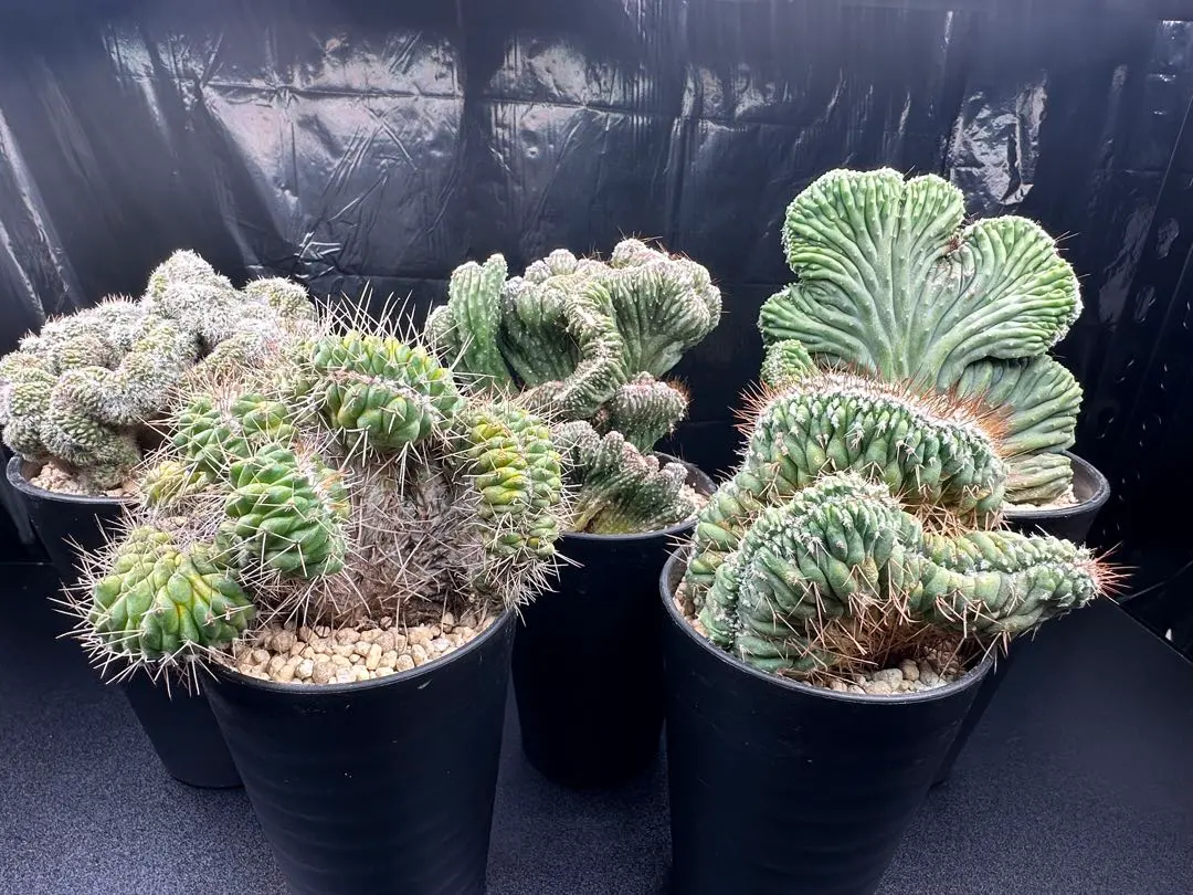 2026年最新】竜神木 綴化の人気アイテム - メルカリ