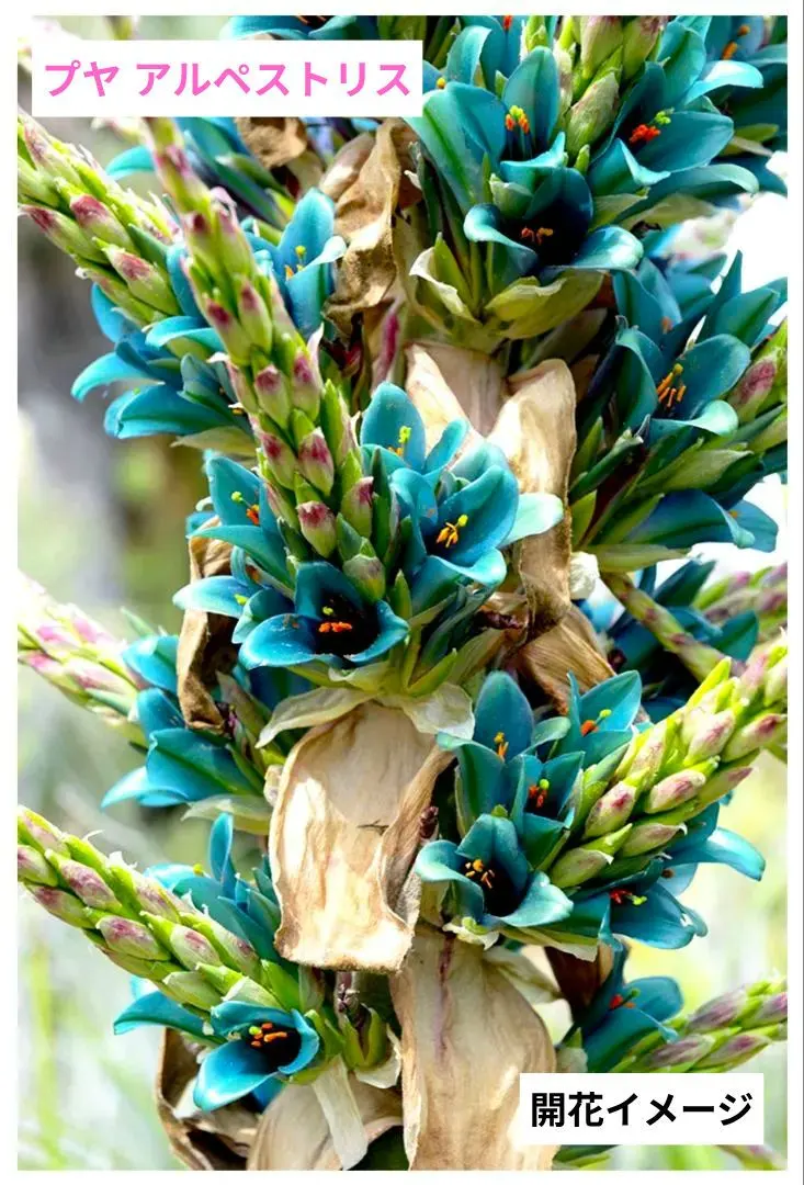 2026年最新】プヤ アルペストリスの人気アイテム - メルカリ
