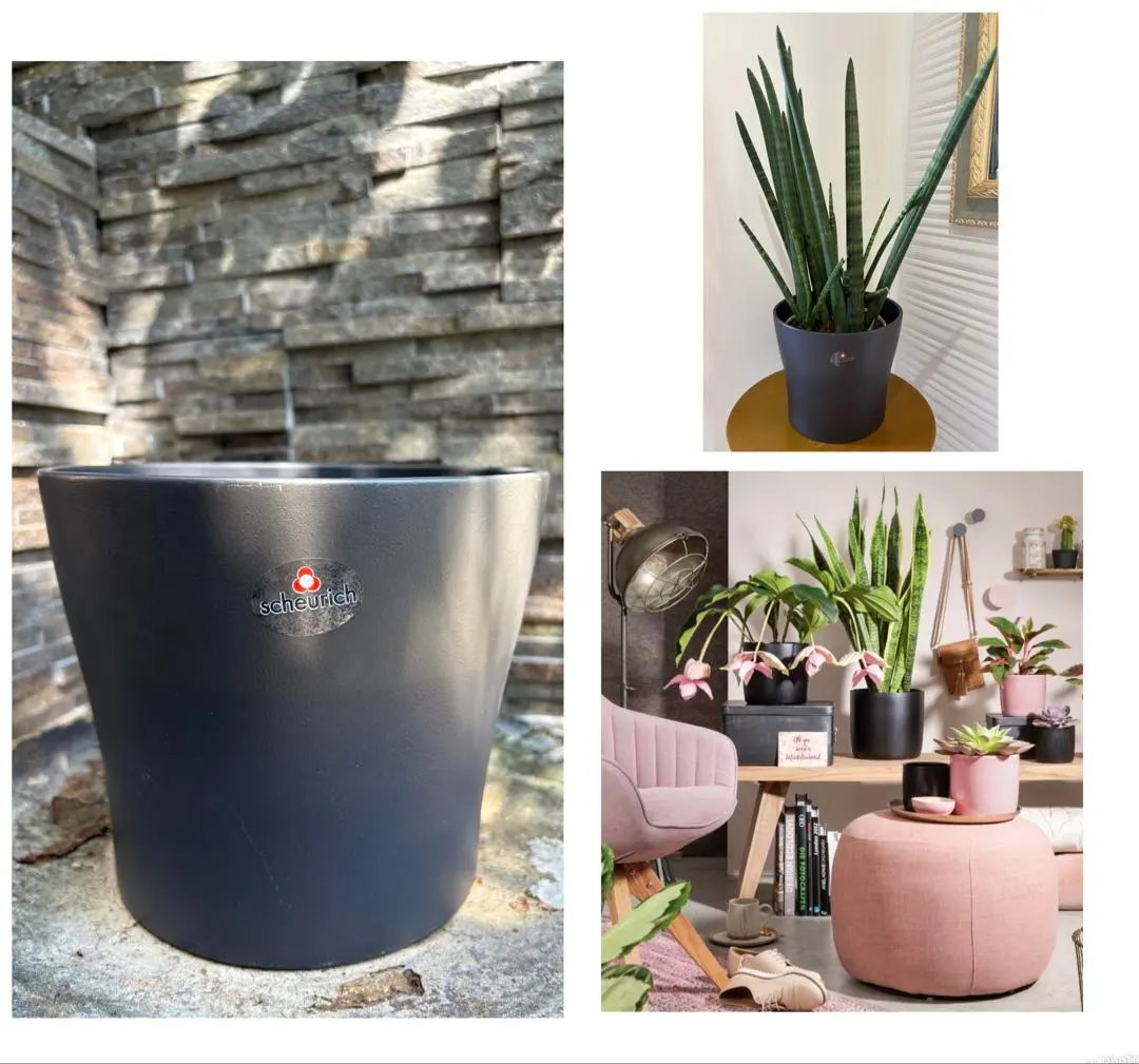 2026年最新】scheurich鉢の人気アイテム - メルカリ