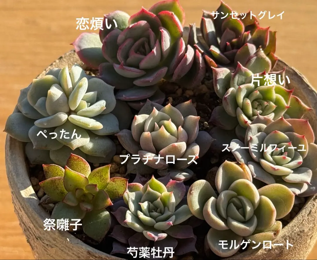 2026年最新】おらいさん苗 芍薬牡丹の人気アイテム - メルカリ