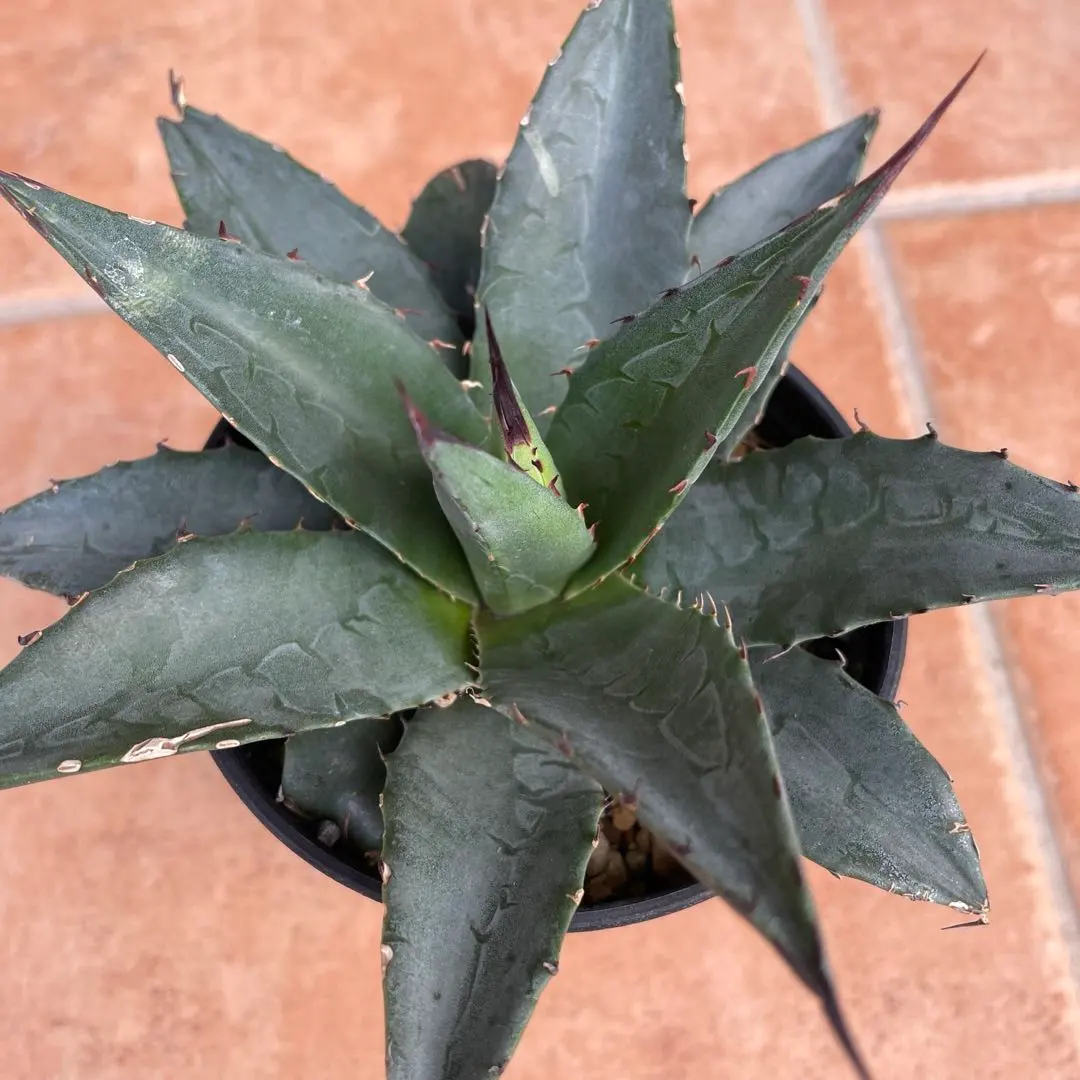 2026年最新】ショータイム アガベの人気アイテム - メルカリ