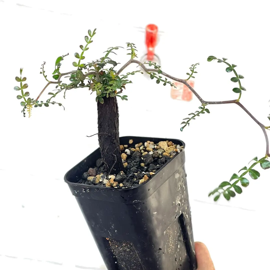 2026年最新】オペルクリカリアパキプス根挿しの人気アイテム - メルカリ