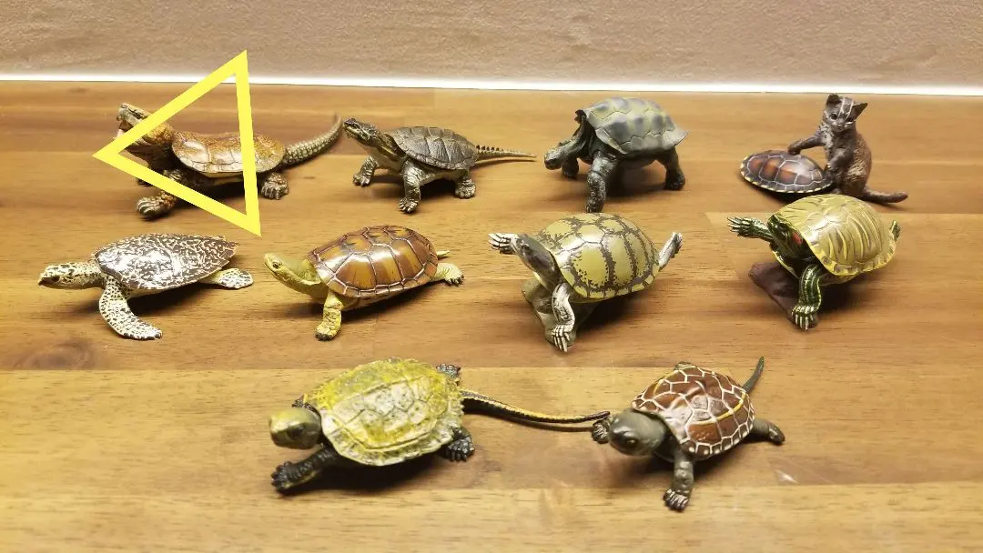 2026年最新】オオアタマガメの人気アイテム - メルカリ